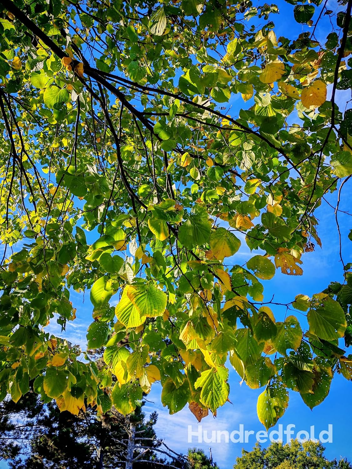 American Basswood 10 Seeds by Hundredfold - Tilia Americana, Native Shade Tree, Fragrant Bee Tree, Hard to Germinate – Patience Required