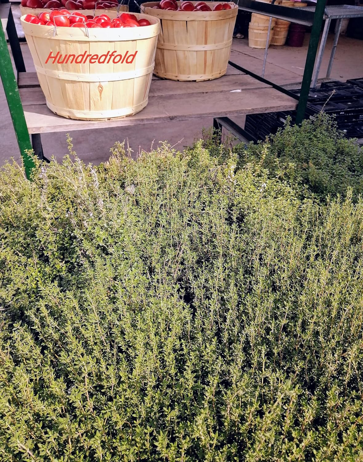 Thym allemand centuple 1000 graines d'herbes aromatiques - Thym commun, Thymus vulgaris, sans OGM pour conteneur de jardin et de terrasse