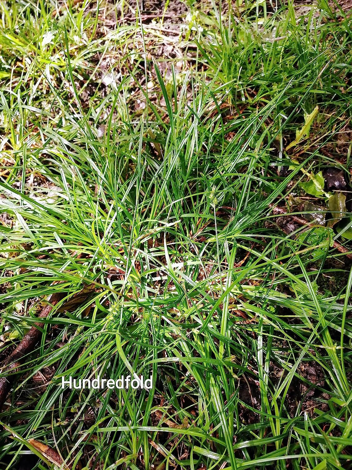 Plantes vivantes de carex commun centuple dans un petit contenant - Carex Blanda Creek Sedge Ontario Native Grass, Alternative à la pelouse et couvre-sol pour les zones ombragées, Plante d'intérieur