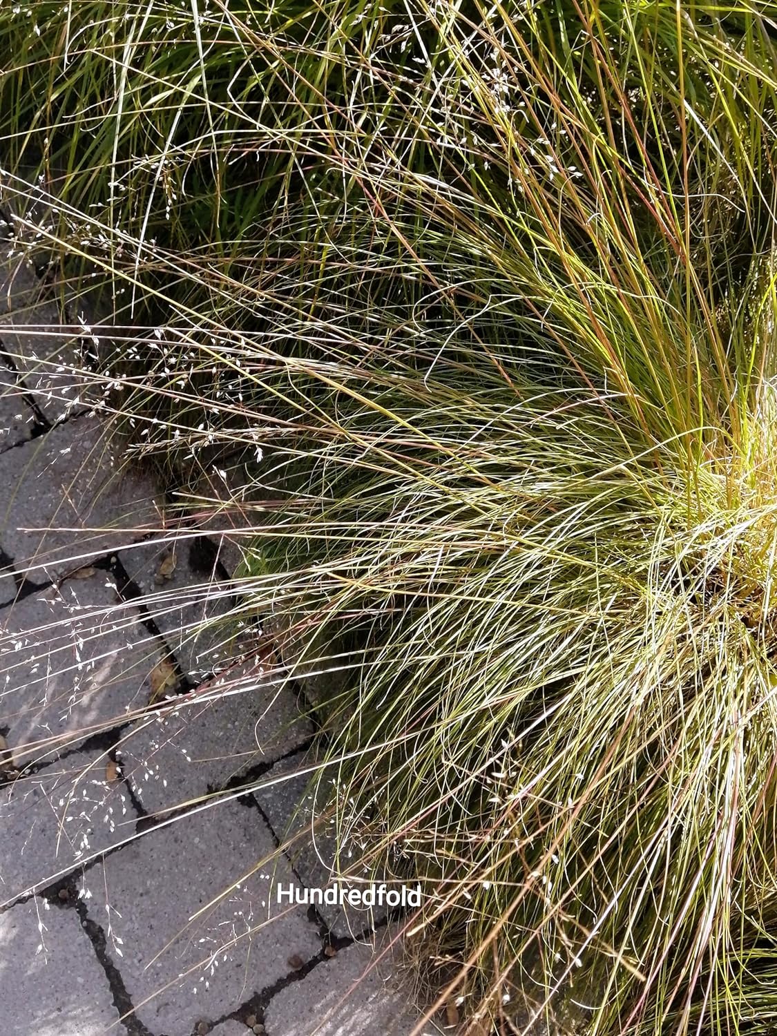 Lot de 1000 graines de graminées à graines tombantes des Prairies - Sporobolus heterolepis Graminées ornementales en touffes, plante hôte pour la larve du papillon Skipper, appréciées pour les jardins indigènes et les prairies de fleurs sauvages