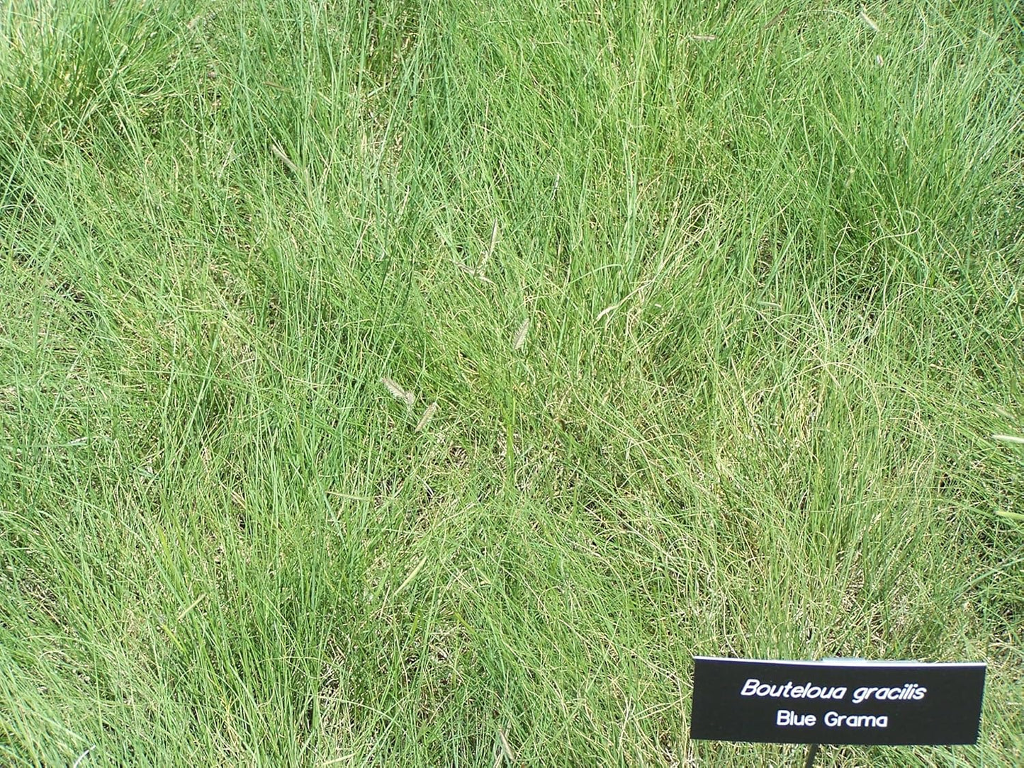 Grama bleu ½ lb (227 grammes) de graines - Bouteloua gracilis Herbe indigène des prairies canadiennes, excellente pour une alternative à la pelouse sans tonte et une prairie de fleurs sauvages