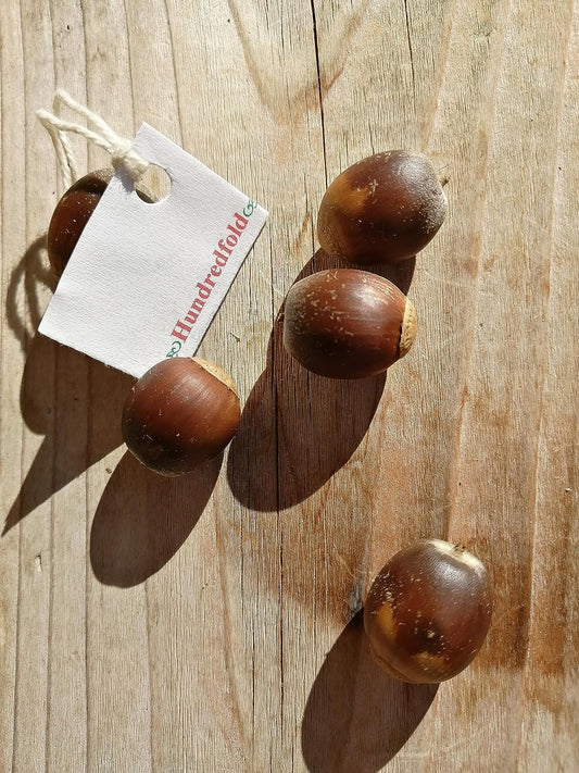 Hundredfold Swamp White Oak 4 Tree Nut Acorn Seeds - Quercus Bicolour North America Native, Bicolor Oak, Medium Specimen & Shade Tree, Beautiful Fall Color, Canada Grown
