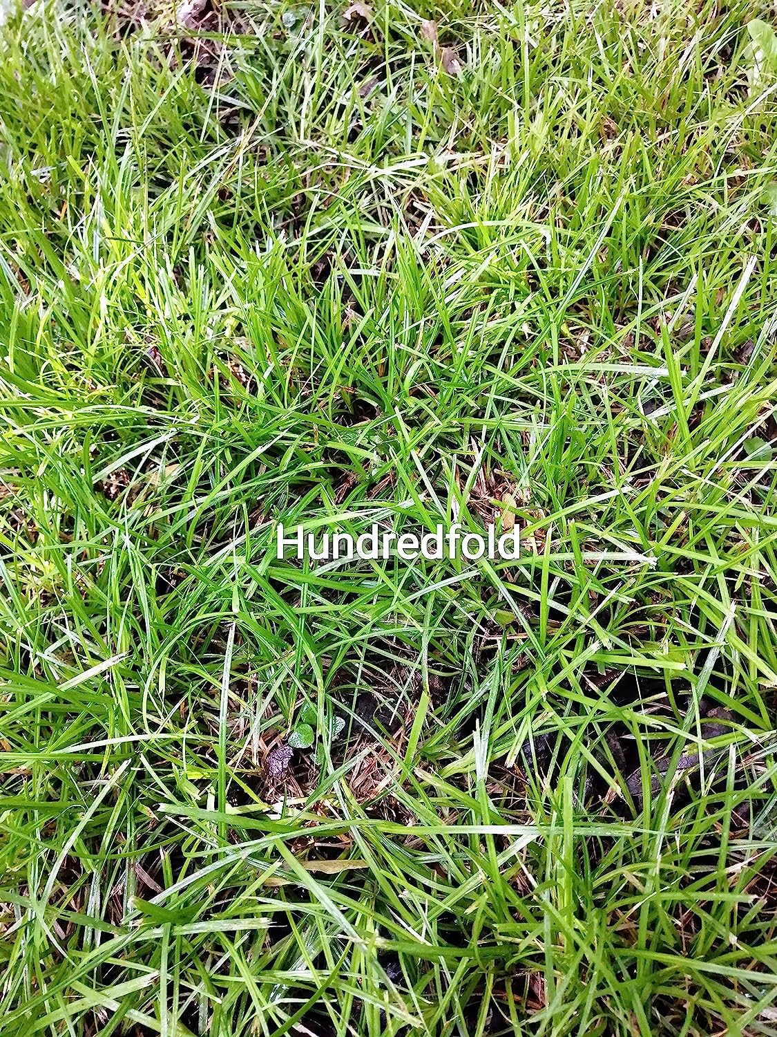 Plantes vivantes de carex commun centuple dans un petit contenant - Carex Blanda Creek Sedge Ontario Native Grass, Alternative à la pelouse et couvre-sol pour les zones ombragées, Plante d'intérieur