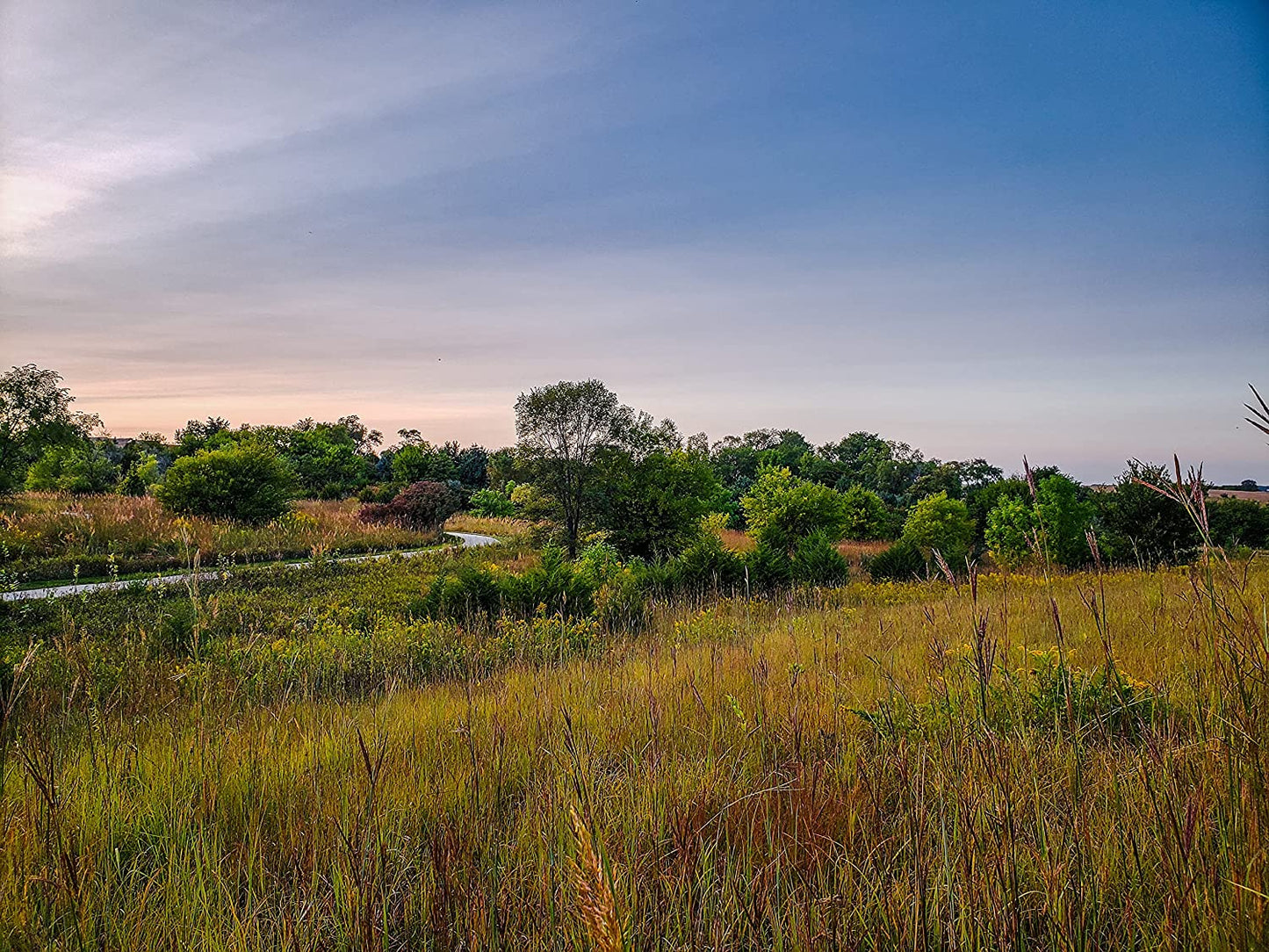 Big Bluestem 4lbs of Seeds - Andropogon gerardii Turkeyfoot Canada Native Prairie Tall Grass, Ground Cover, Pasture, Food Plot & Land Reclamation, Covers 0.5 Acre