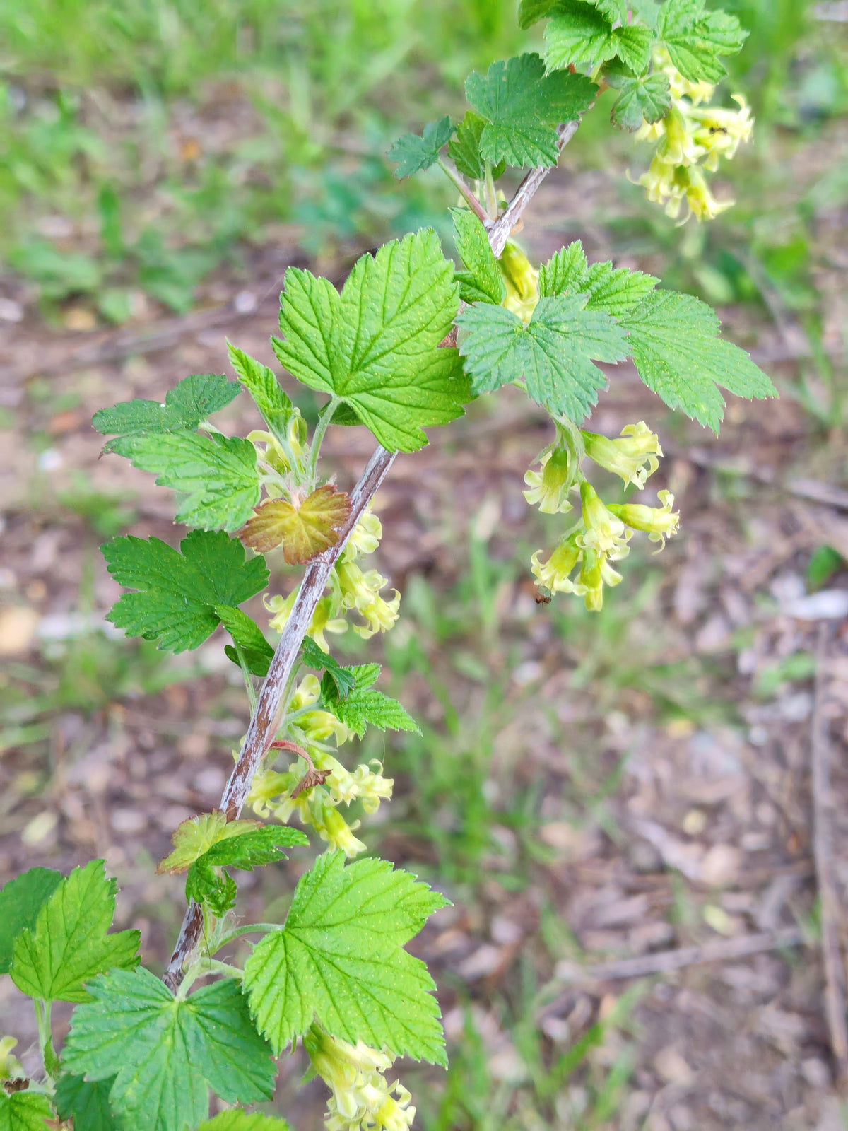 American Black Currant 20 Seeds – Ribes americanum | Wild Black Currant | Native Shrub for Eastern Canada