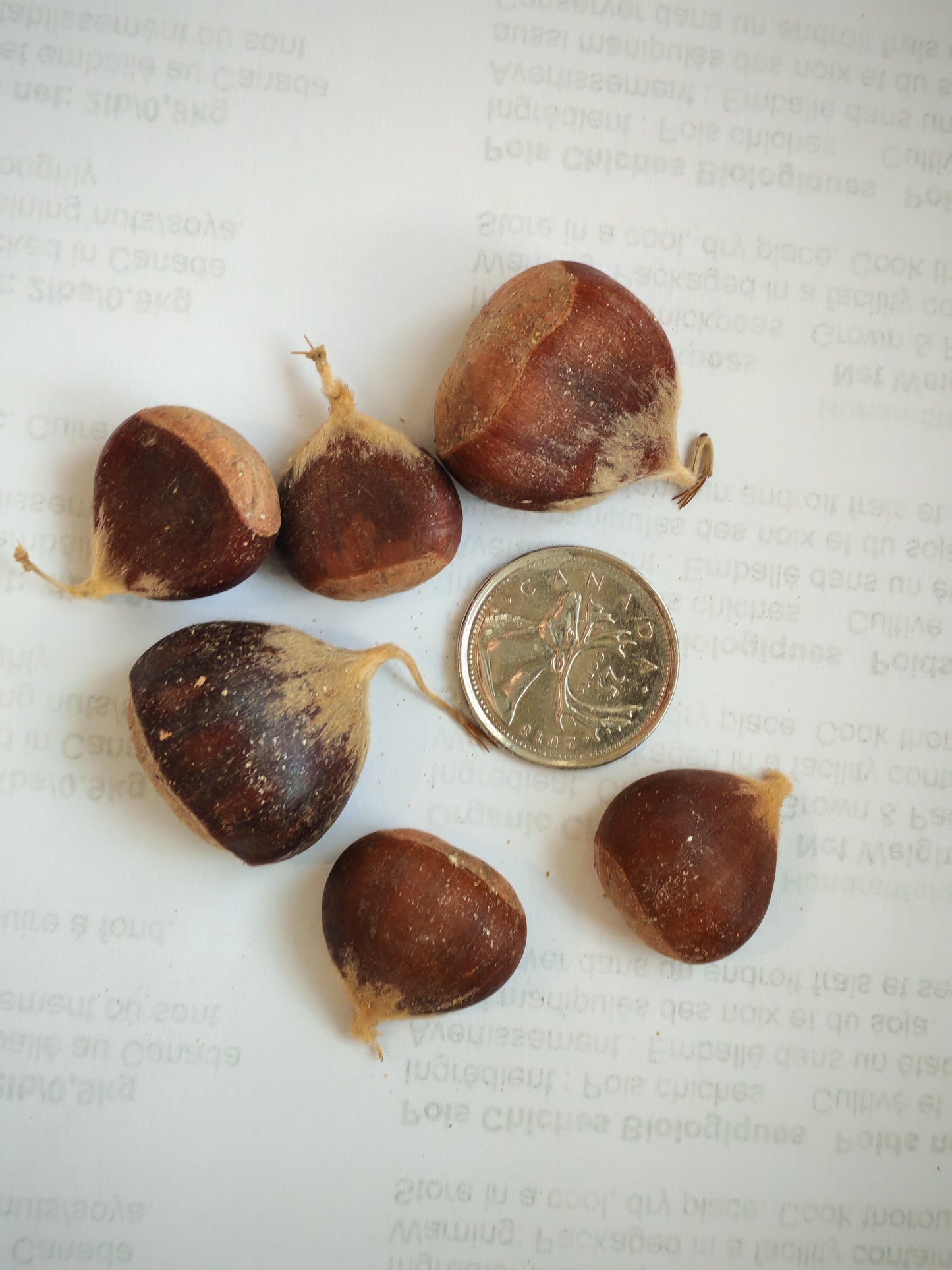 Rare American Chestnut 4 Tree Seeds