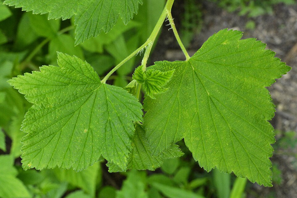 American Black Currant 20 Seeds - Ribes americanum Wild Black Currant