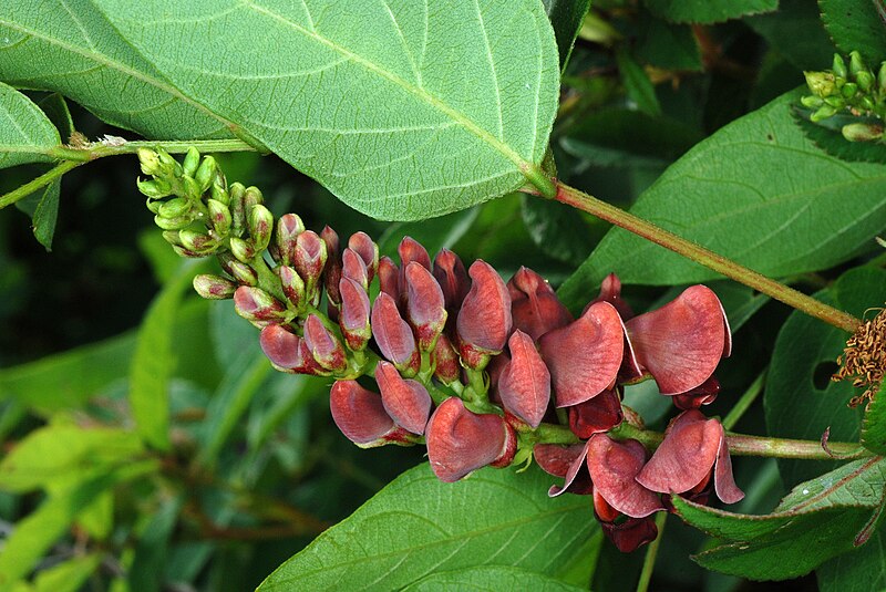 Haricot pomme de terre arachide américain 10 graines - Apios Americana Cinnamon Vine US Canada Native Perennial Comestible avec fruits et tubercules, fleurs ornementales