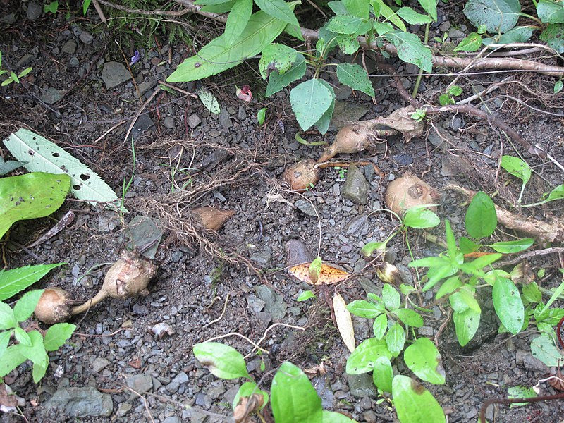 Haricot pomme de terre arachide américain 10 graines - Apios Americana Cinnamon Vine US Canada Native Perennial Comestible avec fruits et tubercules, fleurs ornementales