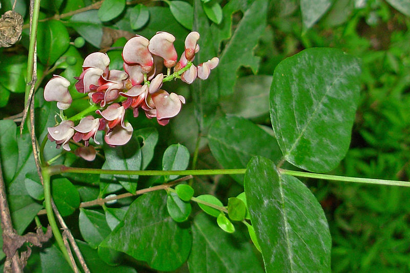 Haricot pomme de terre arachide américain 10 graines - Apios Americana Cinnamon Vine US Canada Native Perennial Comestible avec fruits et tubercules, fleurs ornementales