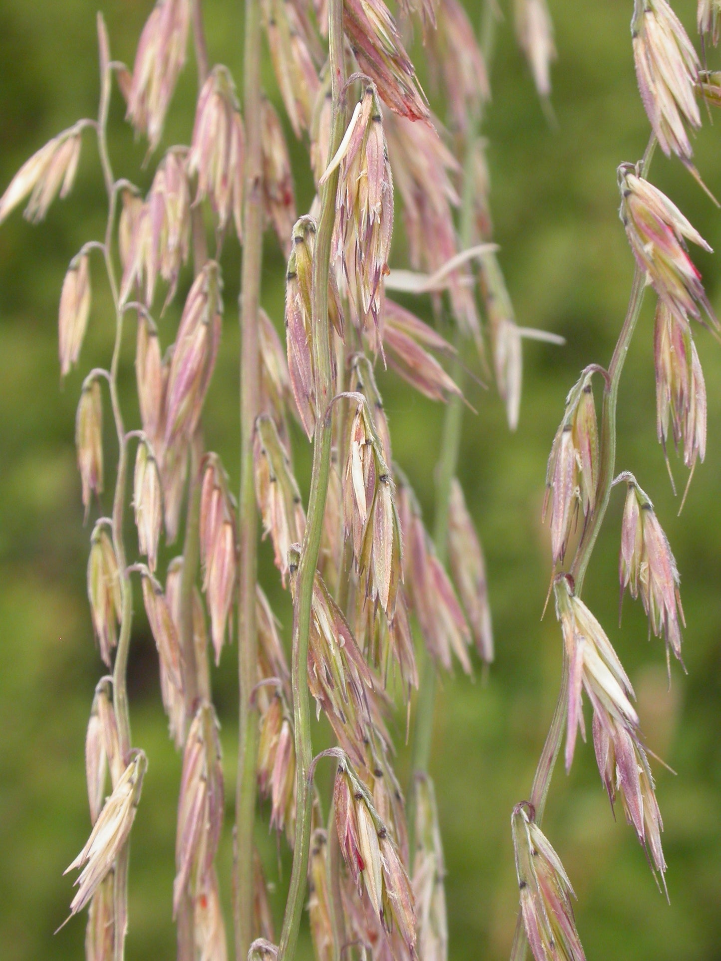 Sideoats Grama 500 Seeds - Bouteloua curtipendula Short Prairie Grass, Ornamental Grass