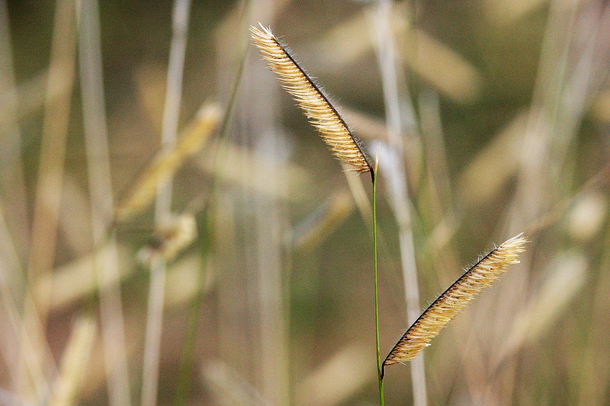 Blue Grama Grass Seeds (1000) – Bouteloua gracilis | Native Canadian Prairie Grass for No-Mow Lawn, Meadows, and Reclamation – by Hundredfold