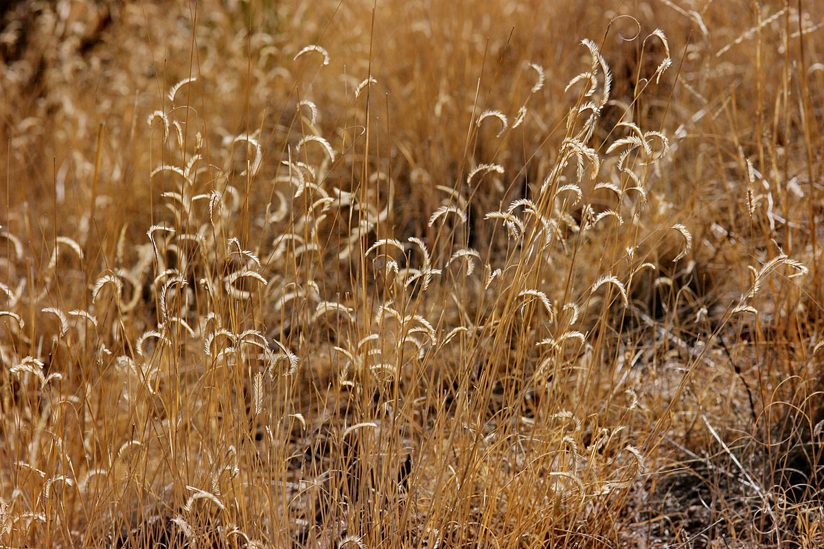 Blue Grama Grass Seeds (1000) – Bouteloua gracilis | Native Canadian Prairie Grass for No-Mow Lawn, Meadows, and Reclamation – by Hundredfold
