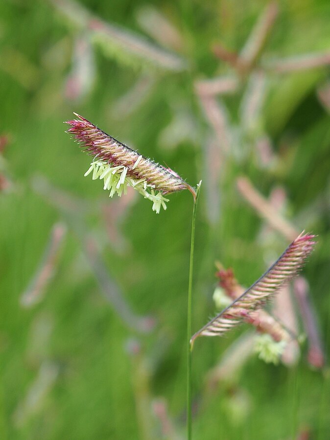 planting blue grama grass seed Blue Grama Grass Seeds (1000) – Bouteloua gracilis