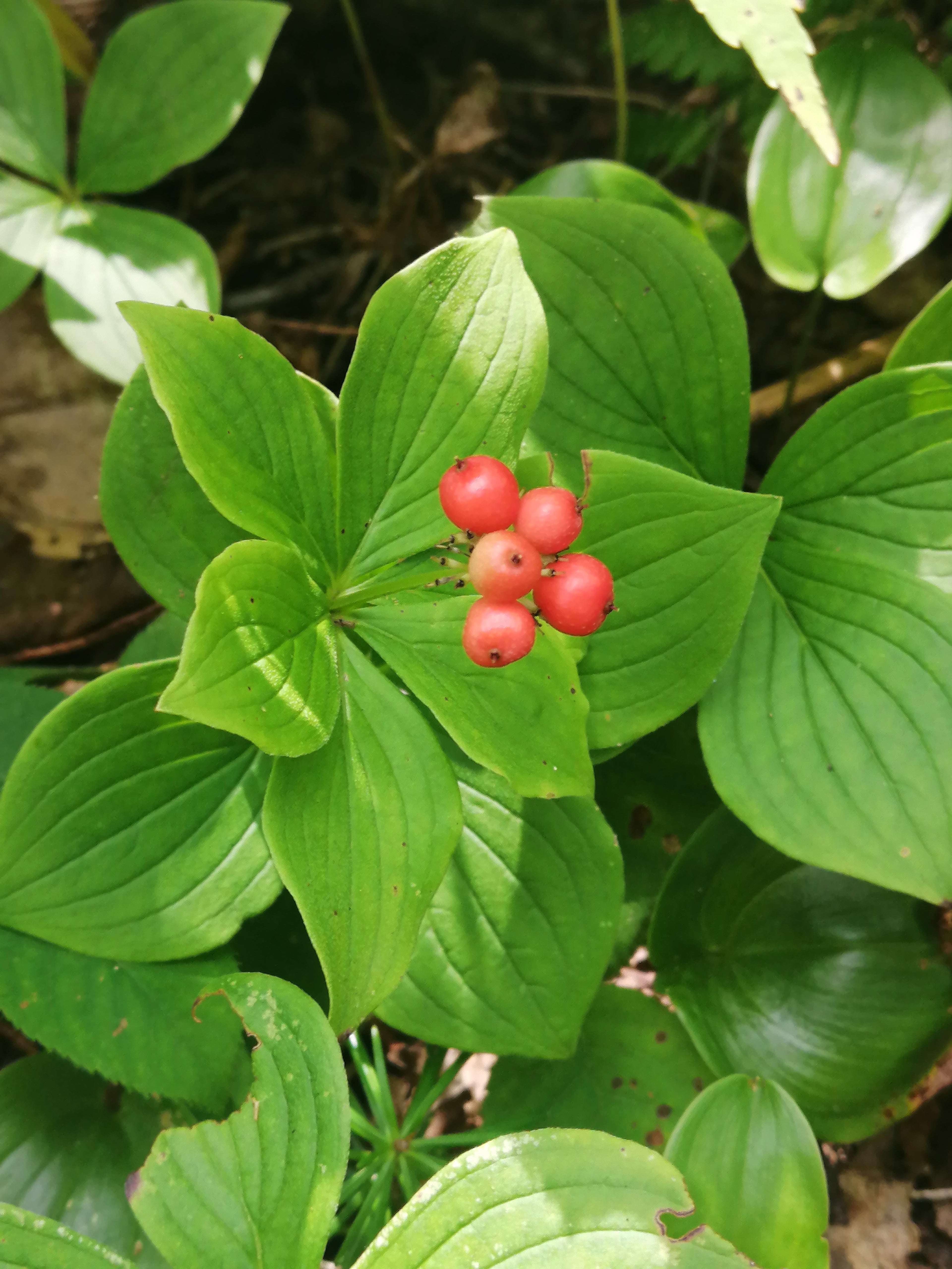 A striking close-up of a native Canadian Bunchberry plant (Cornus canadensis) with clusters of glossy, fire-red berries nestled among emerald-green leaves. The vibrant fruits glow against a soft-focus forest background, showcasing this threatened boreal beauty in intimate detail.