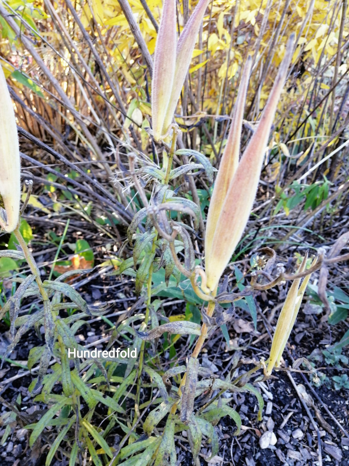 Asclépiade tubéreuse au centuple 50 graines de fleurs – Asclepias tuberosa, racine de pleurésie d'asclépiade orange indigène des États-Unis et du Canada, plante hôte des larves de papillon monarque