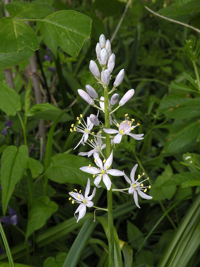 Wild Hyacinth Seeds - Camassia scilloides Atlantic Camas, Native Wildflower, 20 Seeds by Hundredfold