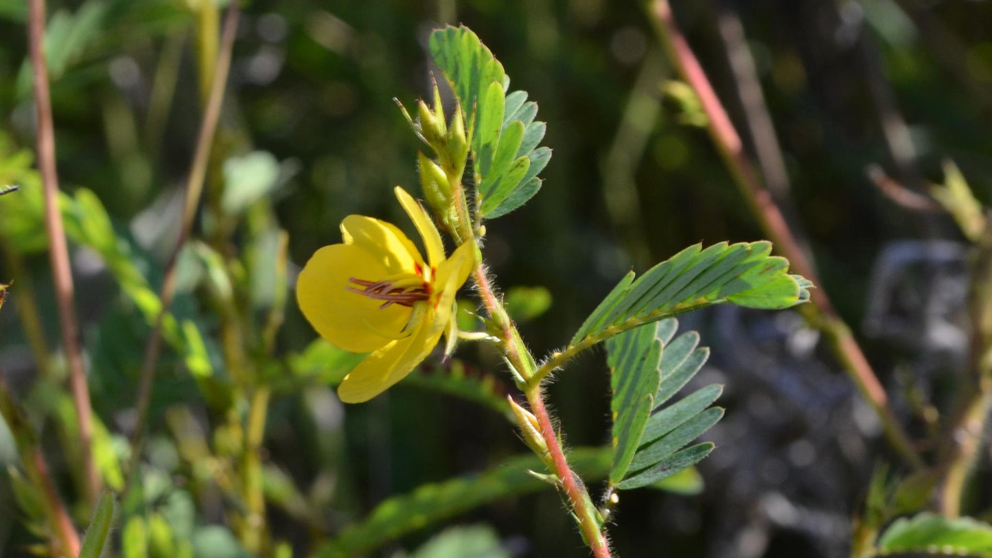 Hundredfold Partridge Pea 50 Seeds - Chamaecrista fasciculata Canada Native Wildflower, Sleepingplant, Sensitive Pea Plant, Excellent for Children Garden, Teaching Garden or Native Meadow