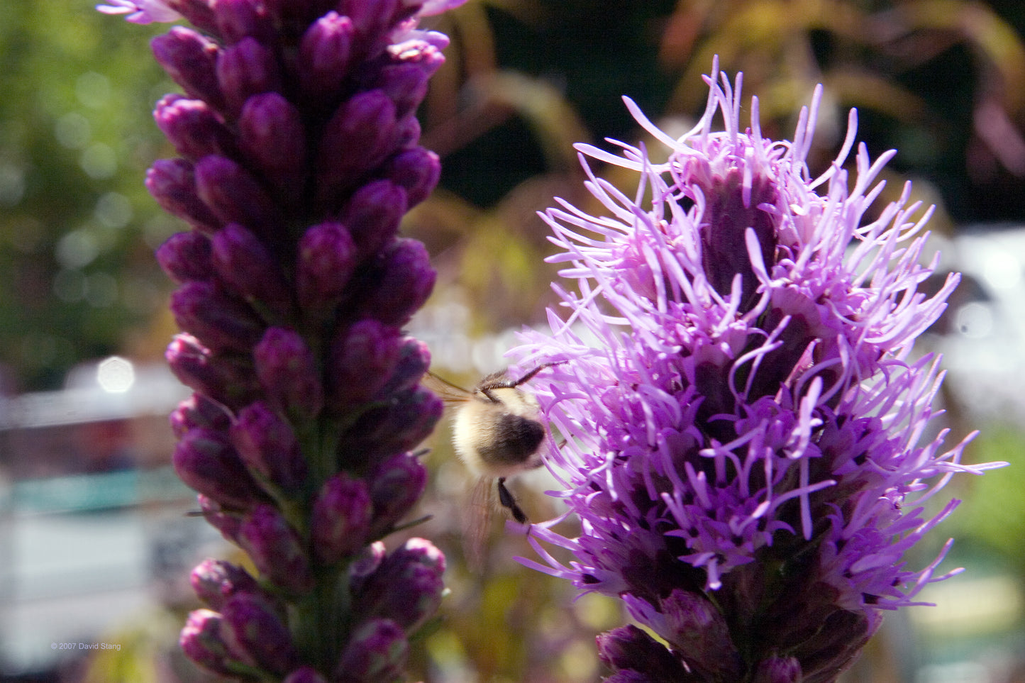 Hundredfold Blazing Star Wild Flower 200 Seeds - Liatris spicata, Marsh Blazing Star, Gayfeather, Dense Liatris Canada Native Wildflower