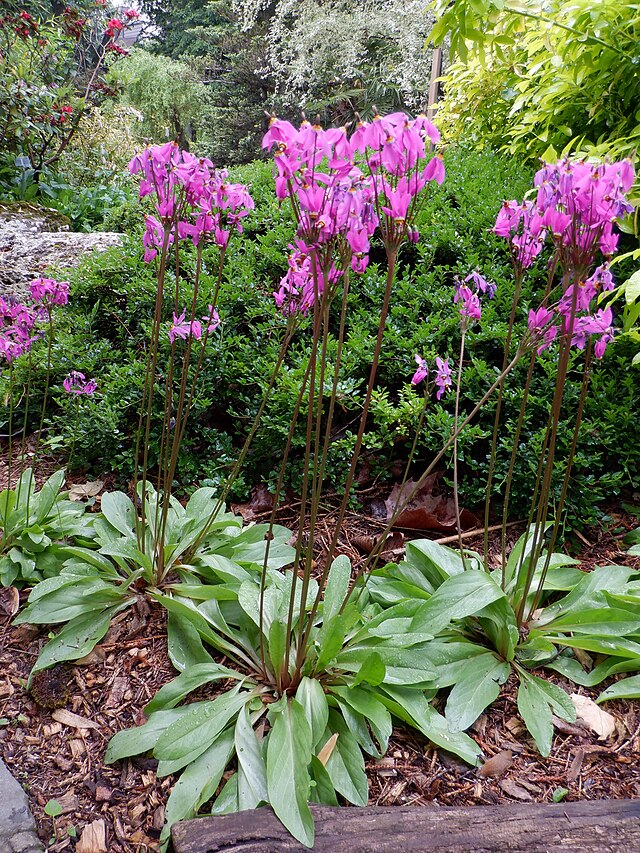 Étoile filante de l'Est 100 graines de fleurs sauvages par Hundredfold - Dodecatheon meadia Étoile filante des Midlands, Pointers des Prairies, indigène du Canada