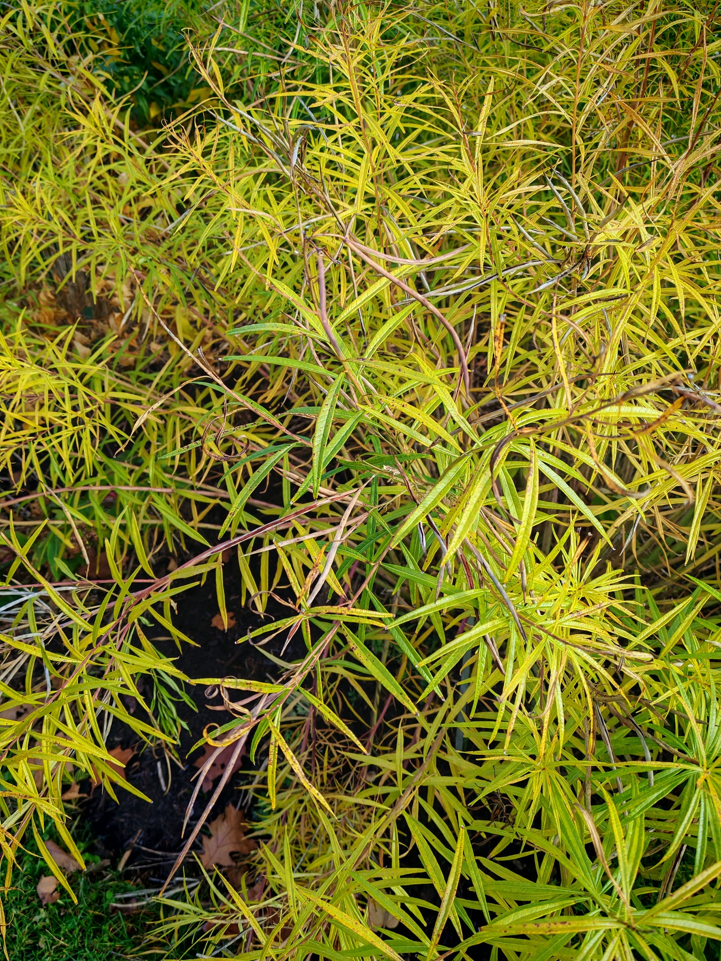 Bluestar Wildflower 20 Seeds Amsonia ciliate, Fringed Bluestar, Texas Bluestar, USA Native Perennial
