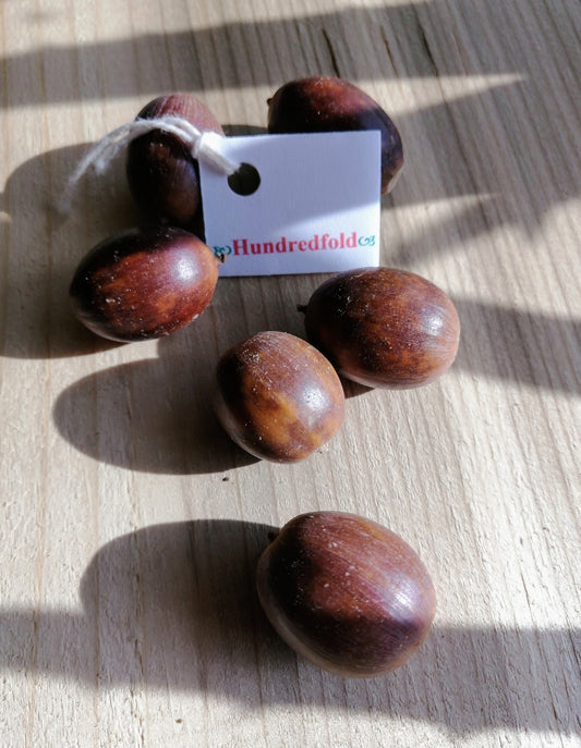 Hundredfold Garry Oak Oregon White Oak 3 Acorns - Quercus garryana Pacific Coast British Columbia California Native Tree