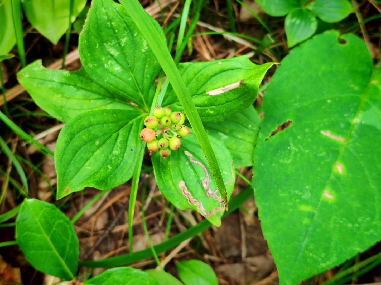 Canadian Bunchberry Seeds (Cornus canadensis) – 5 Seeds Pack | Native Cold-Hardy Perennial Ground Cover for Shade Gardens, Woodland Landscaping & Eco-Friendly Planting