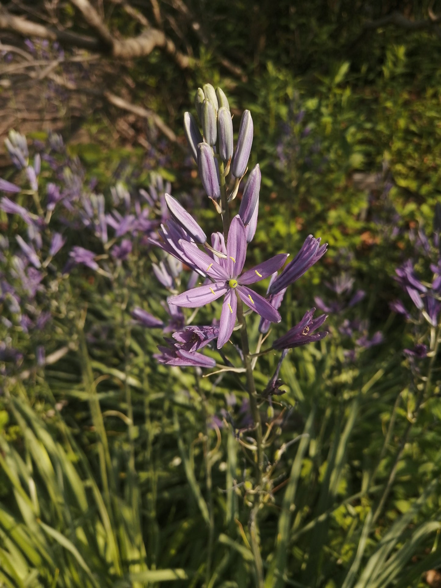 Fleur de Camas commune centuple 20 graines - Camassia Quamash Swamp Sego Aliment de base indigène de la Colombie-Britannique, produit des bulbes comestibles de Camass et des fleurs bleues voyantes