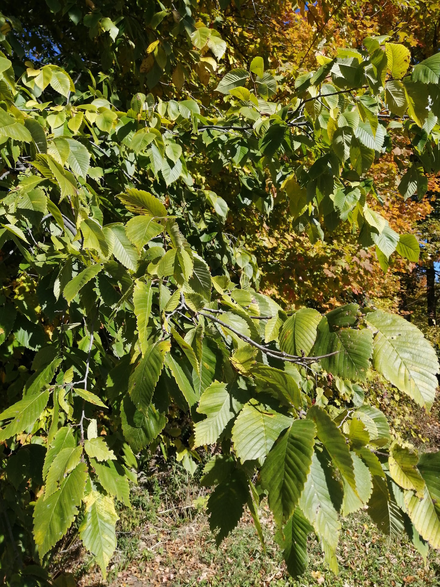 Hundredfold Yellow Birch Seeds – Betula alleghaniensis | 50 Canada Native Tree Seeds for Shade & Reforestation