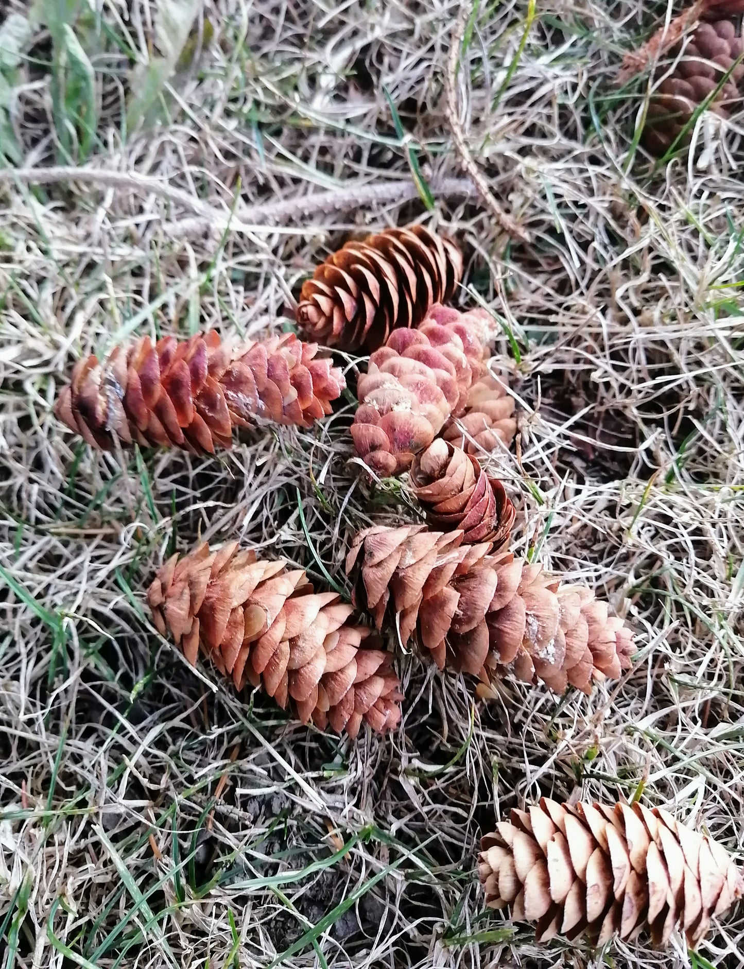 Épinette blanche centuple 30 graines – Picea glauca Arbre indigène du Canada, conifère à feuilles persistantes pour arbre de Noël ou bonsaï