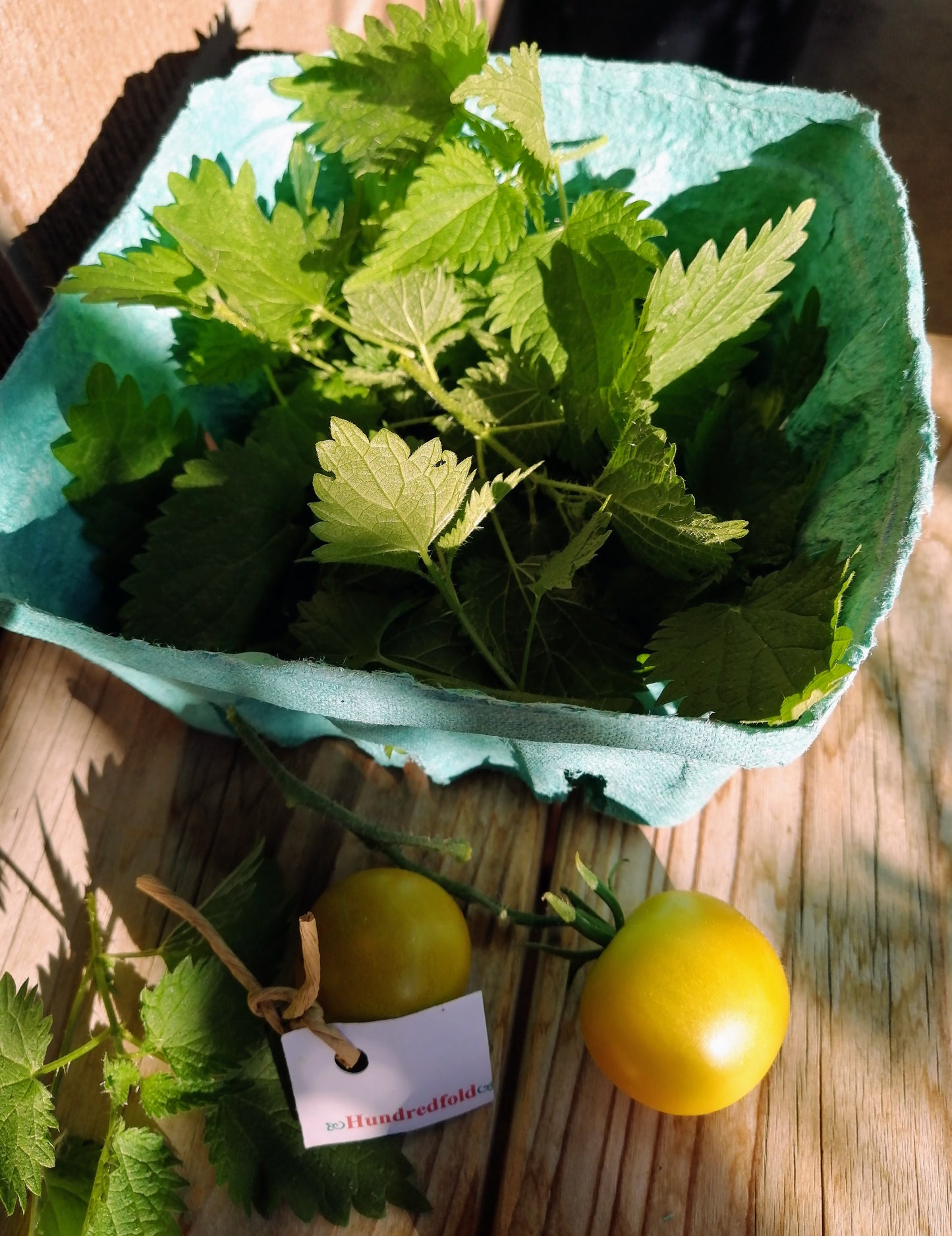 Ortie 200 graines d'herbes - Ortie commune, Urtica dioica