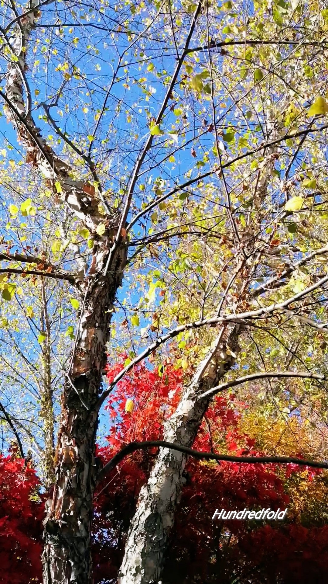 100 graines de bouleau de rivière Betula nigra - Bouleau indigène américain, bouleau rouge, bouleau d'eau, arbre indigène au Canada et aux États-Unis, excellent pour l'aménagement paysager et le reboisement