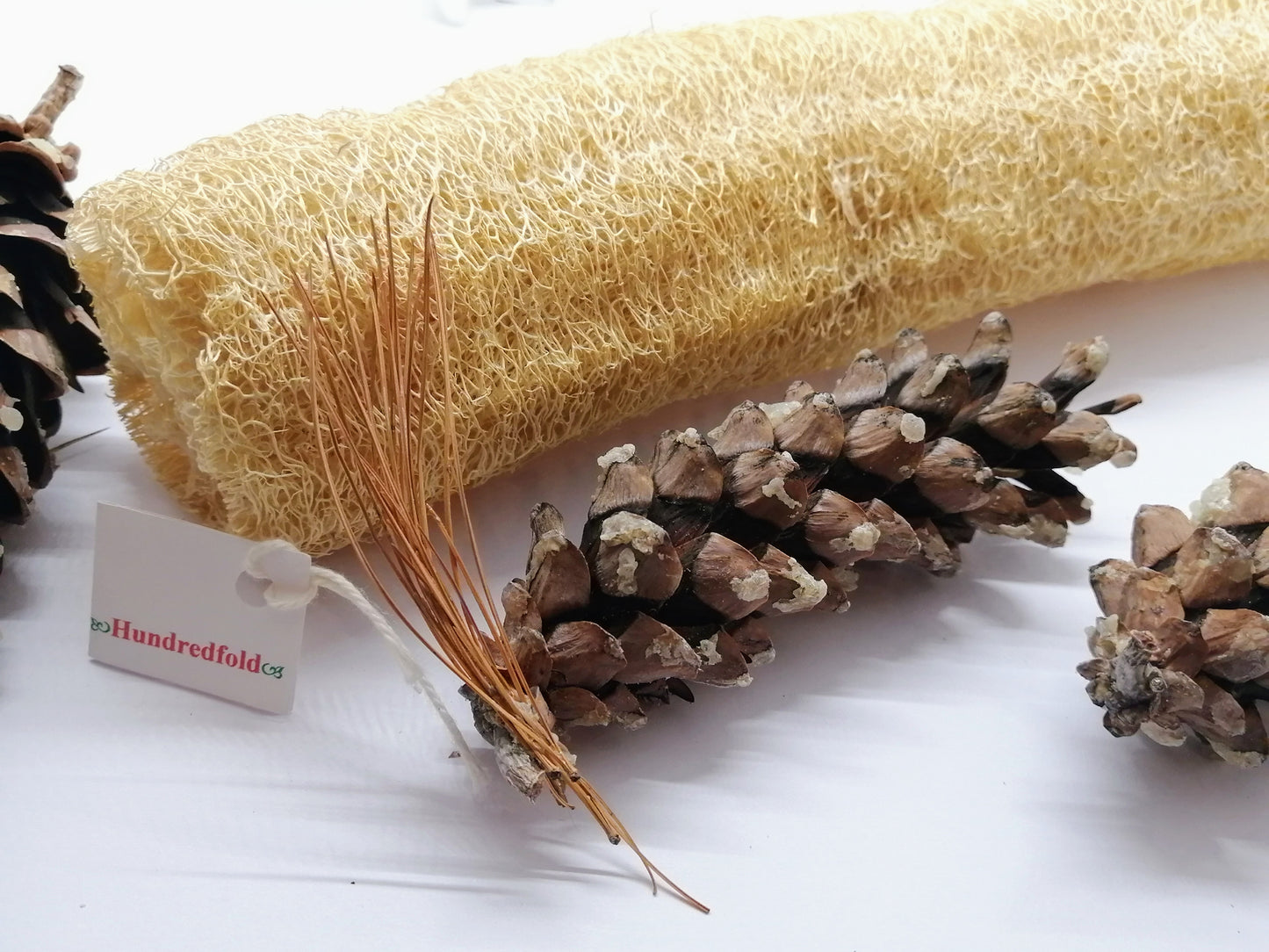 Luffa Gourd 12 graines - Luffa végétal sans OGM, Loofah, melon éponge lisse, Luffa aegyptiaca
