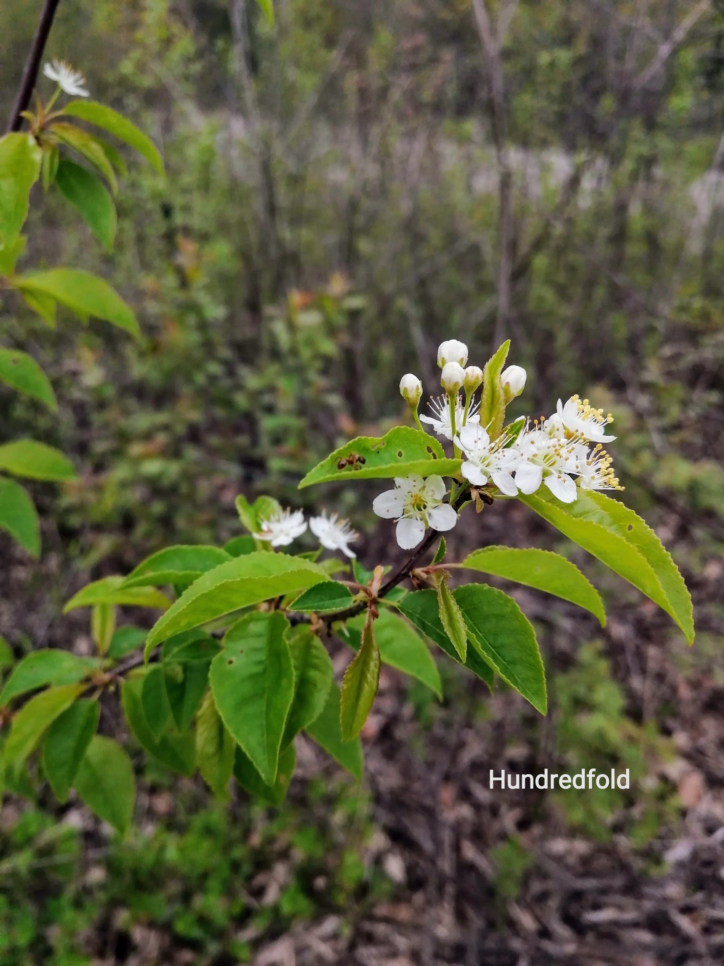 Hundredfold Pin Cherry 10 Pin Cherry Seeds- Prunus pensylvanica Bird Cherry Fire Cherry Wild Cherry Canada Native Small Tree or Shrub