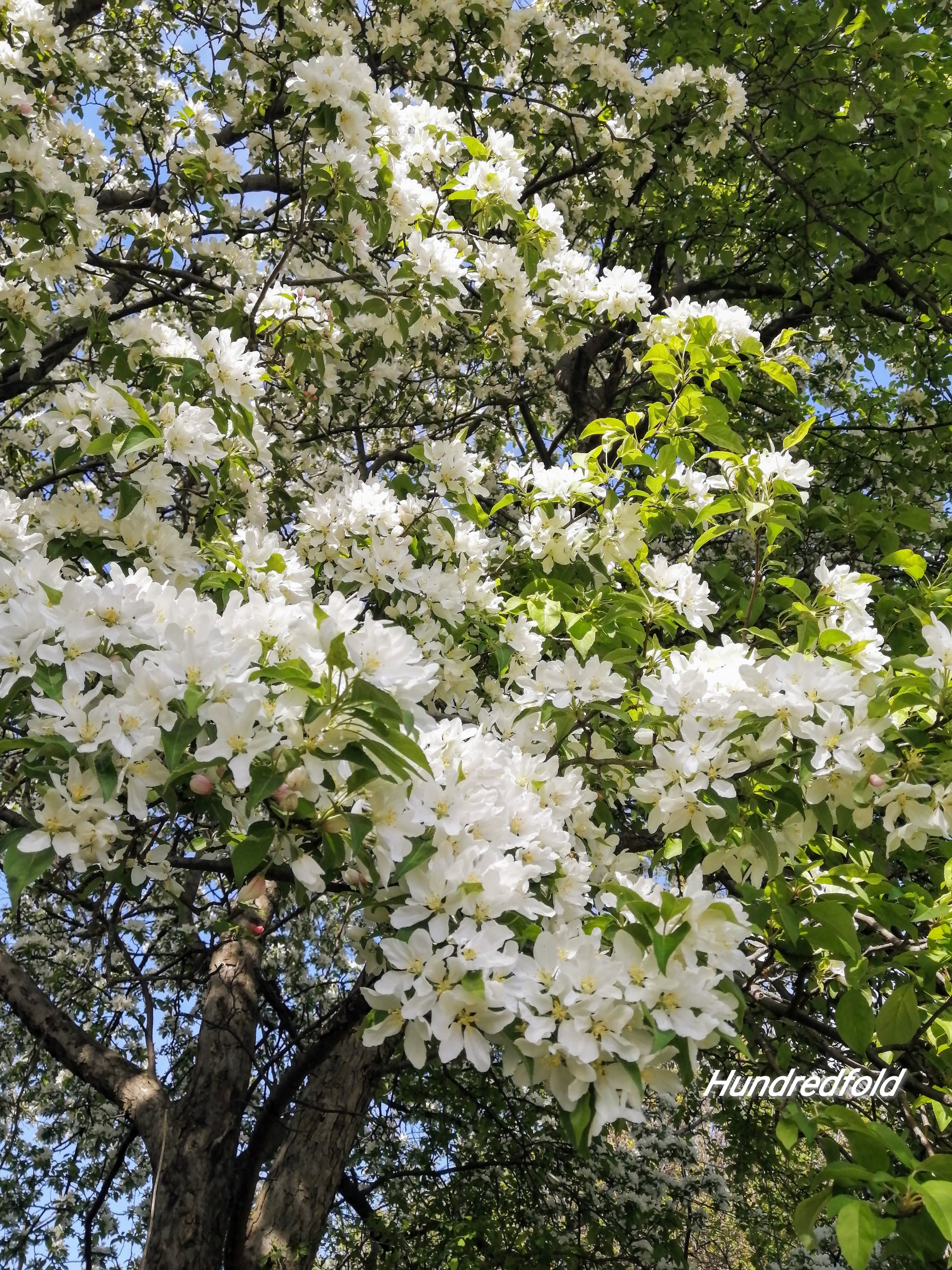 Native Crabapple Tree in Bloom – Showy White Spring Flowers.