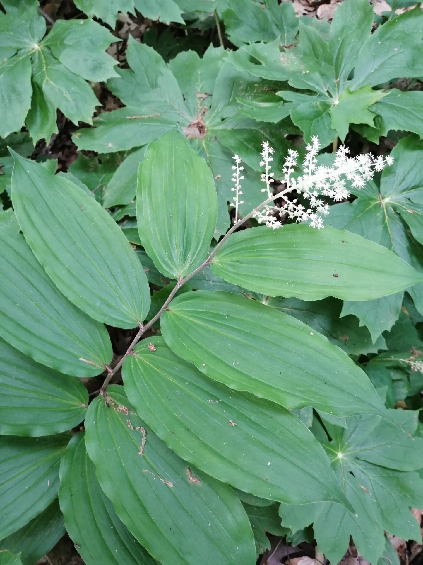 Graines de fleurs du sceau de Salomon au centuple - Polygonatum pour jardin ombragé, sous-bois, couvre-sol
