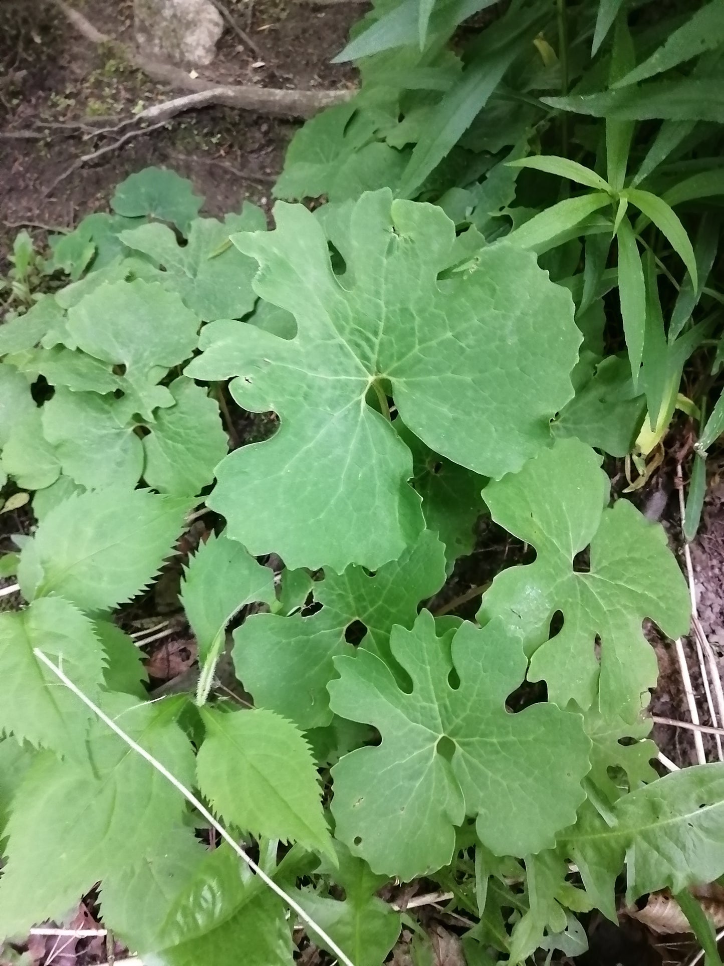 Fleur sauvage de sanguinaire 10 graines - Sanguinaria Canadensis Plante vivace indigène des bois de l'est du Canada, excellente pour couvrir le sol des jardins d'ombre