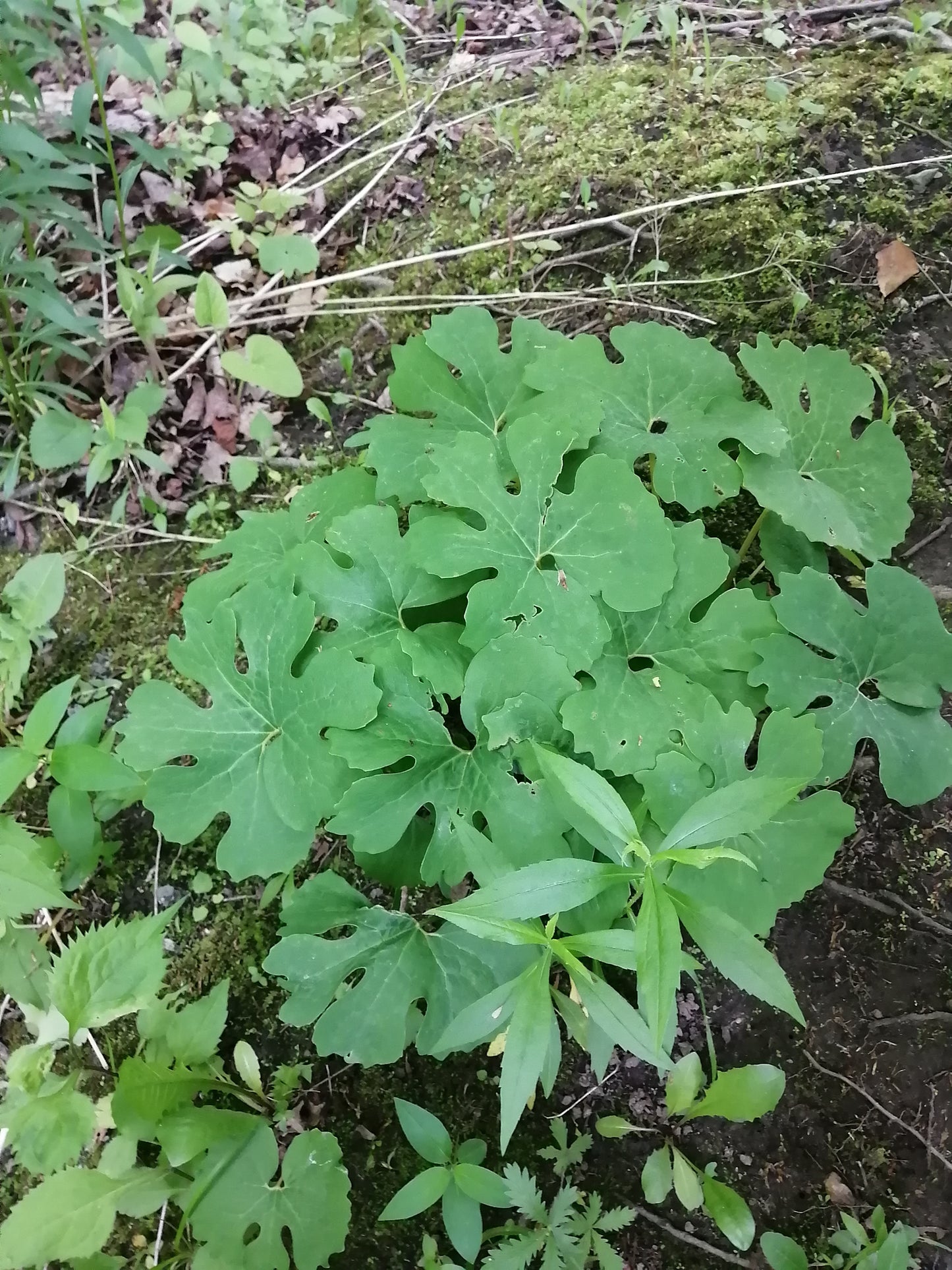 Fleur sauvage de sanguinaire 10 graines - Sanguinaria Canadensis Plante vivace indigène des bois de l'est du Canada, excellente pour couvrir le sol des jardins d'ombre