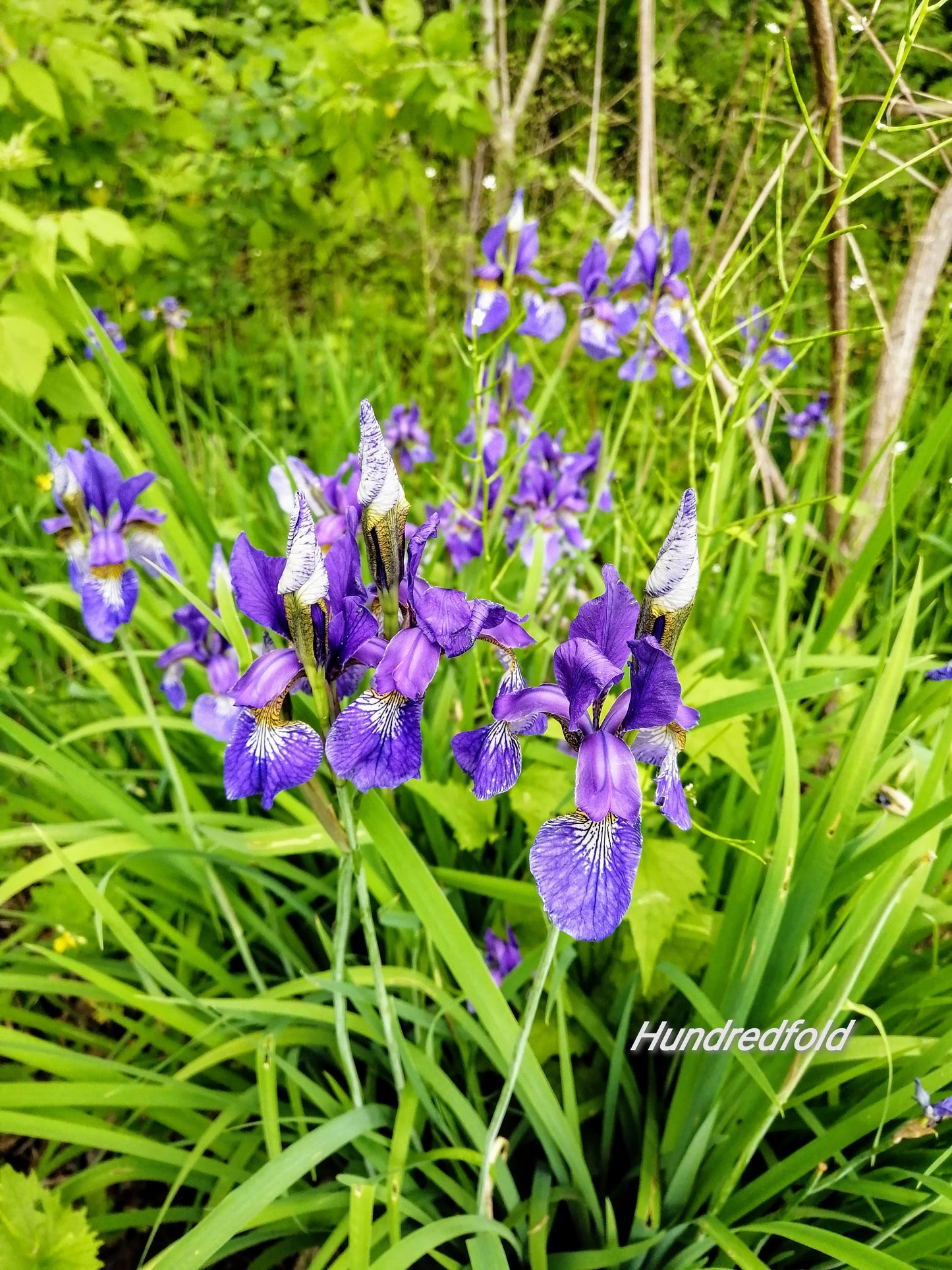Hundredfold 20 Blue Flag Iris Wildflower Seeds – Iris versicolor Canada Native Flower, Large Blue Iris, Northern Blueflag, Excellent for Ponds and Bogs, Flower Beds and Borders