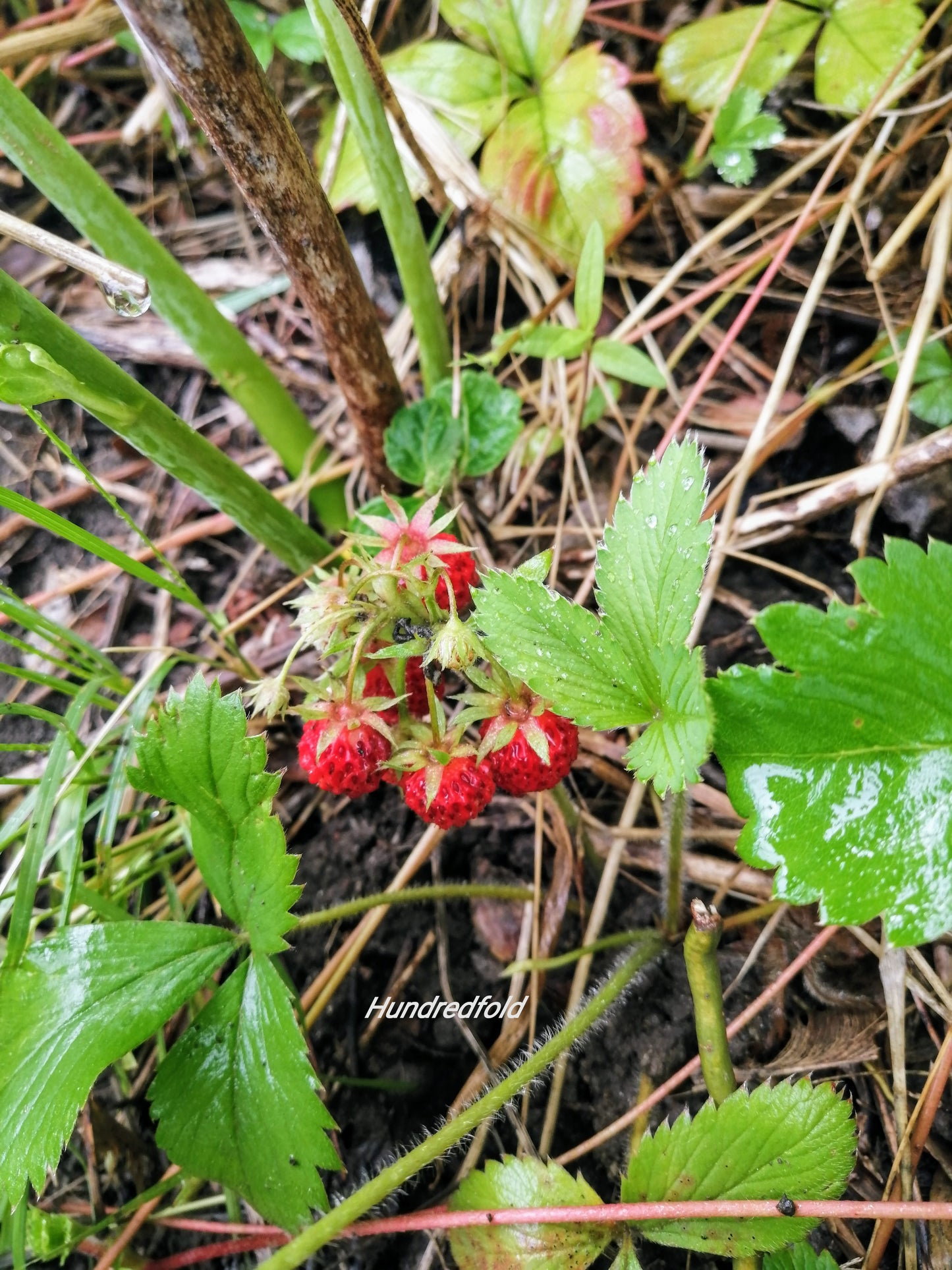 Fraise des bois centuple 20 graines - Fragaria virginiana non OGM, indigène du Canada, cultivée en Ontario, pour conteneur, cour, jardin et couvre-sol