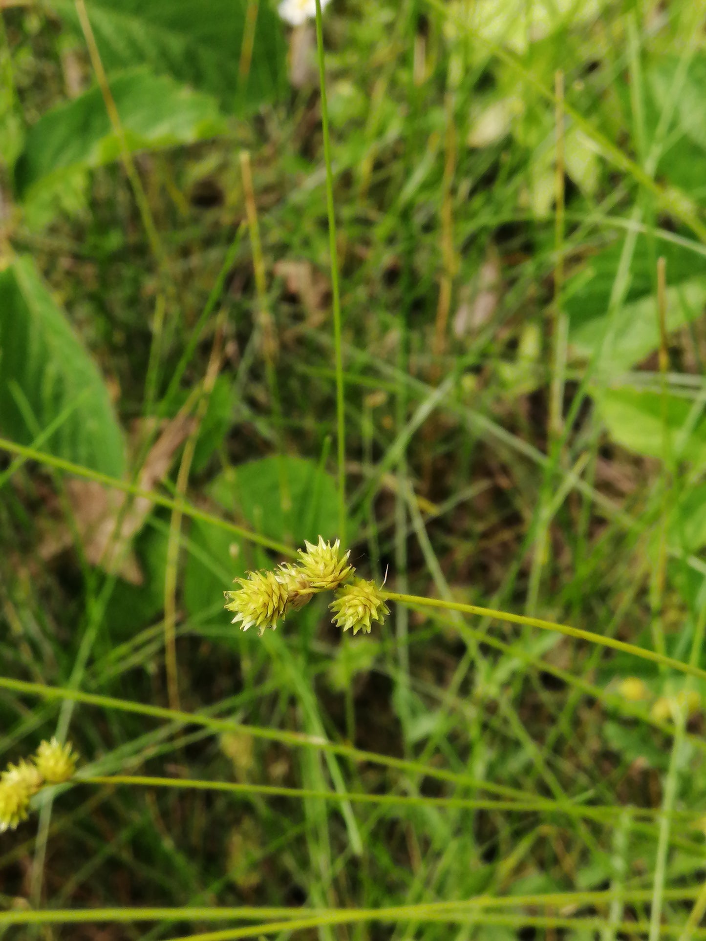 Carex de Bebb 100 graines, Carex bebbii, graminée indigène du Canada, excellente pour les jardins pluviaux, les bords d'étang et les pelouses humides