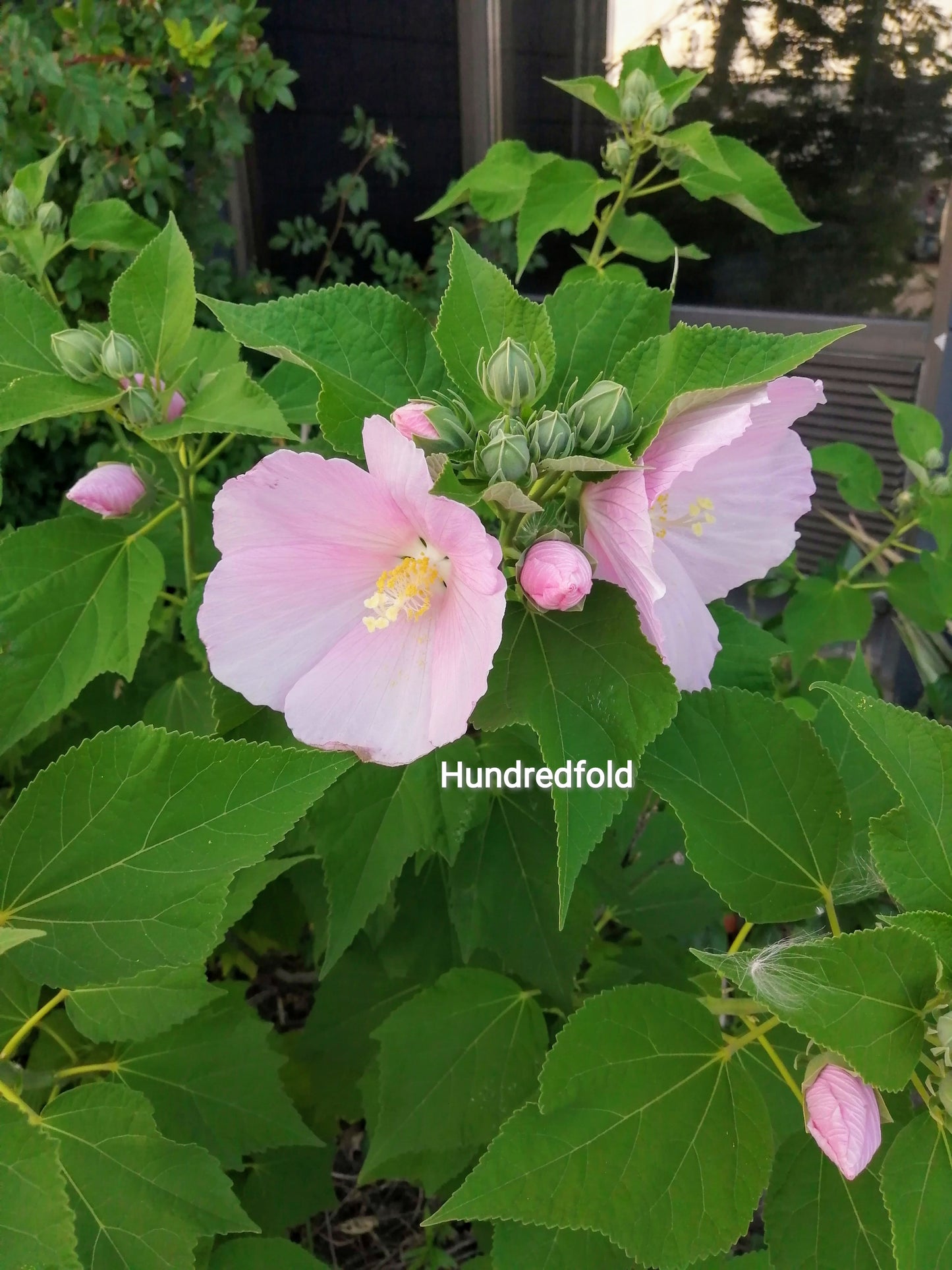 Hundredfold 10 Swamp Rose Mallow Flower Seeds - Hibiscus moscheutos Rosemallow, Marshmallow Hibiscus, Ontario Native Wild Flower Perfect for Cottage & Rain Garden