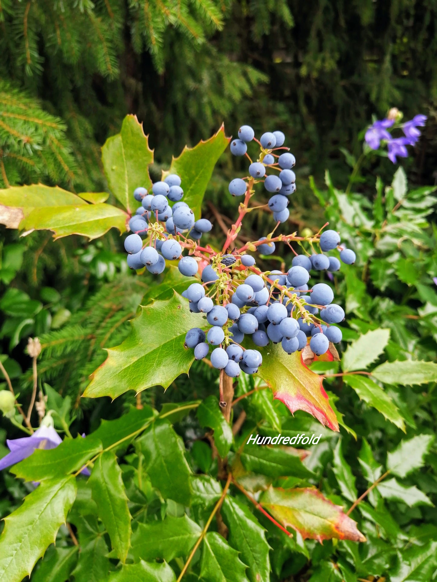 Mahonia aquifolium - 20 graines - Petit arbuste à feuilles persistantes indigène du Canada, excellent pour la faune, petite cour ou conteneur