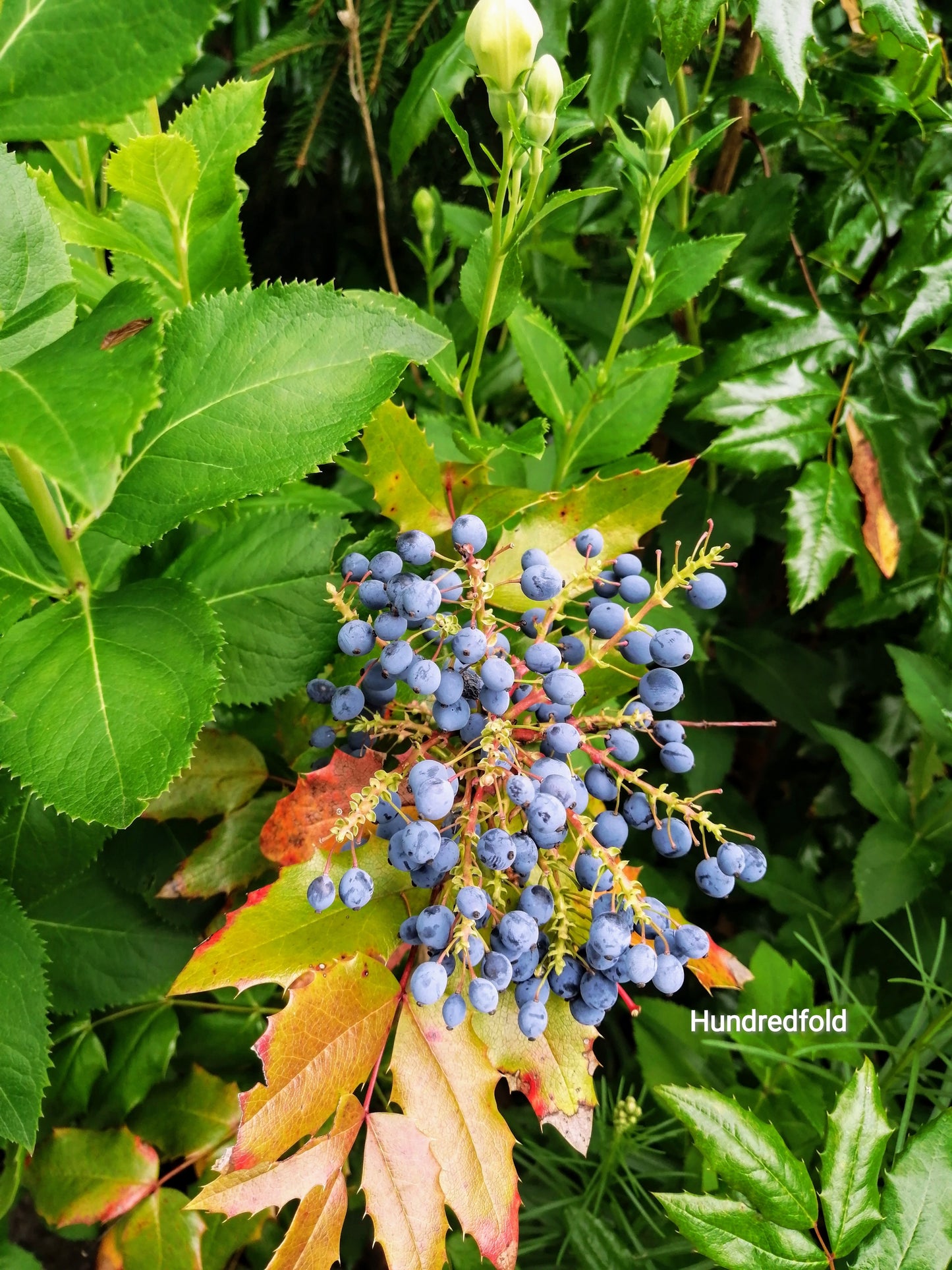 Mahonia aquifolium - 20 graines - Petit arbuste à feuilles persistantes indigène du Canada, excellent pour la faune, petite cour ou conteneur