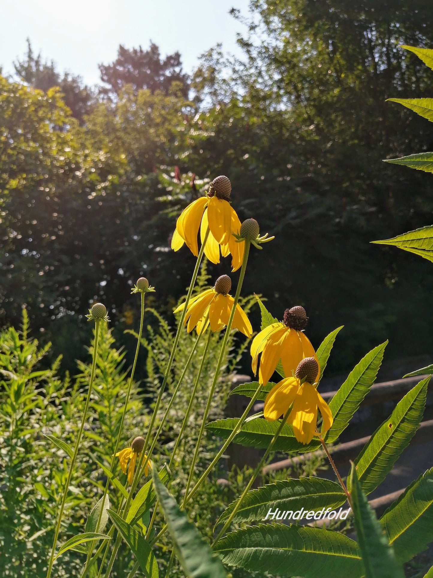 Échinacée à tête grise centuple 500 graines - Ratibida pinnata Fleur sauvage indigène du Canada, Échinacée jaune, Chapeau mexicain à tête grise