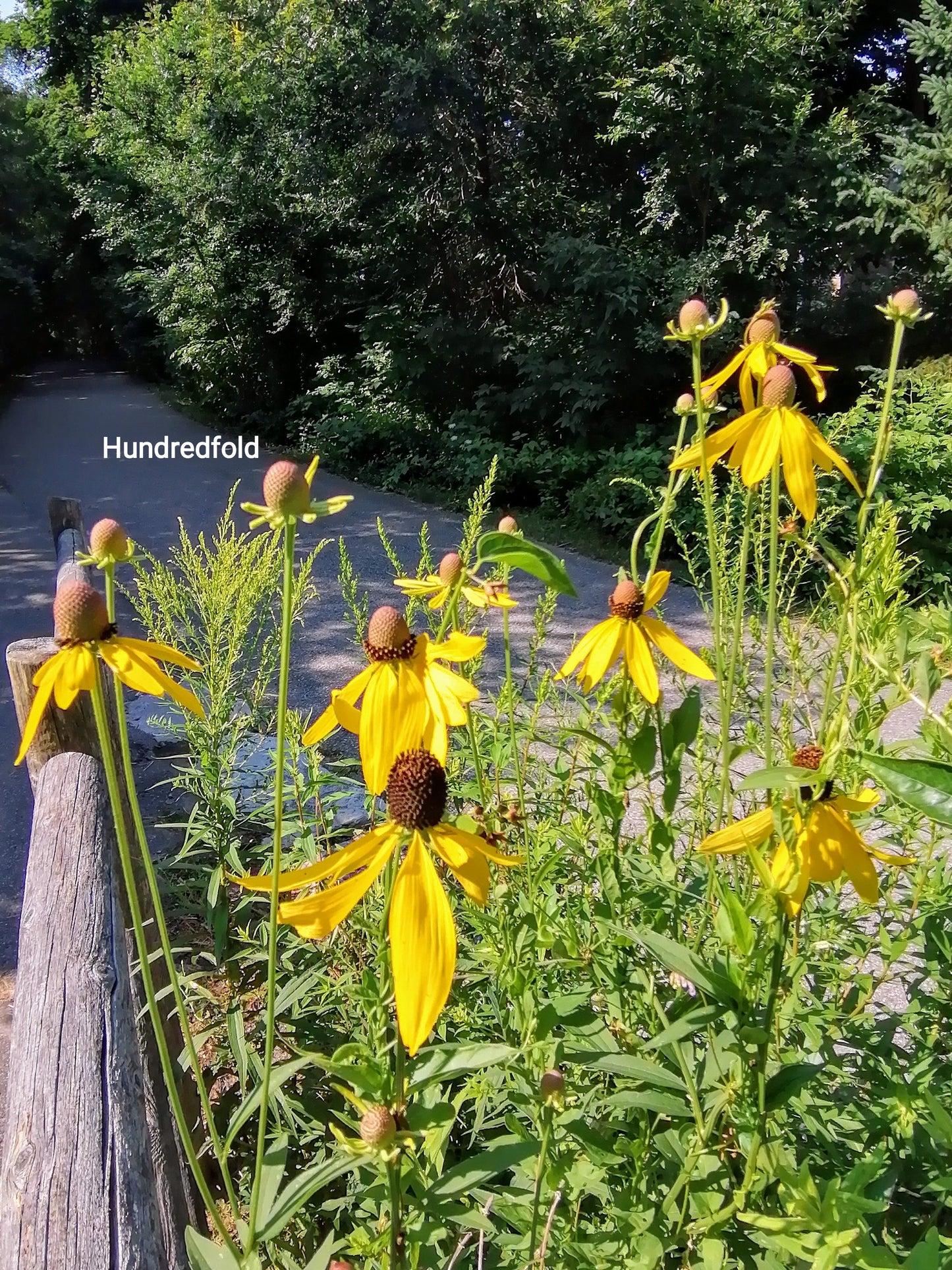 Échinacée à tête grise centuple 500 graines - Ratibida pinnata Fleur sauvage indigène du Canada, Échinacée jaune, Chapeau mexicain à tête grise
