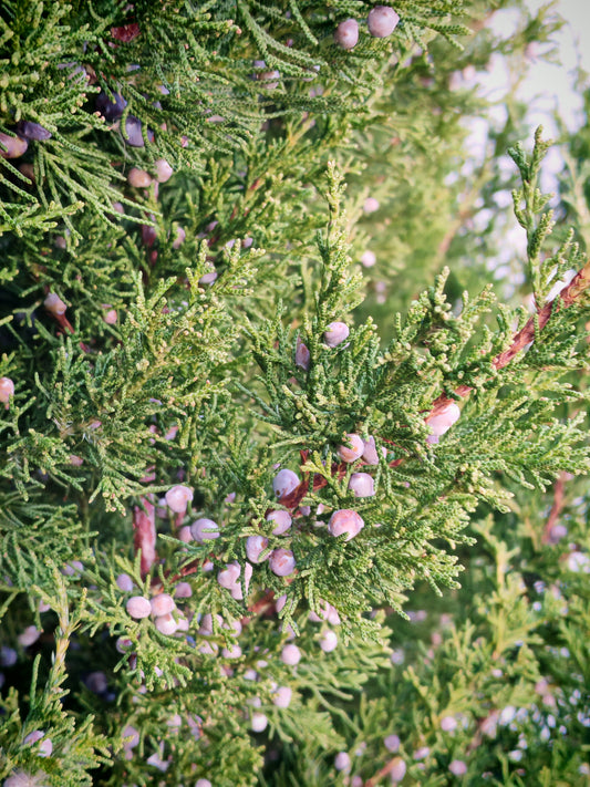 Hundredfold Eastern Red Cedar 10 Seeds - Juniperus virginiana Red Juniper, Red Savin Canada Native Evergreen Tree, Ideal for Privacy Screens, Wind Breaks and Fence Rows