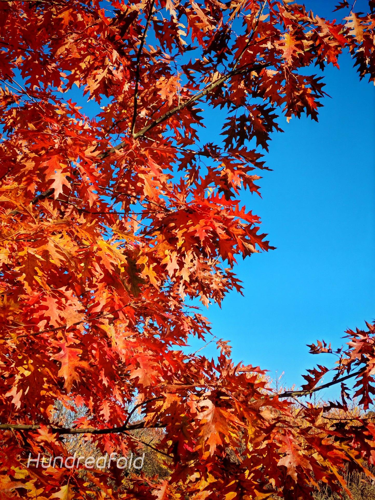 Graines de gland de chêne rouge 3 - Quercus rubra, natif d'Amérique du Nord, chêne rouge du Nord, chêne champion, grand spécimen et arbre d'ombrage, belle couleur d'automne, expédié au Canada