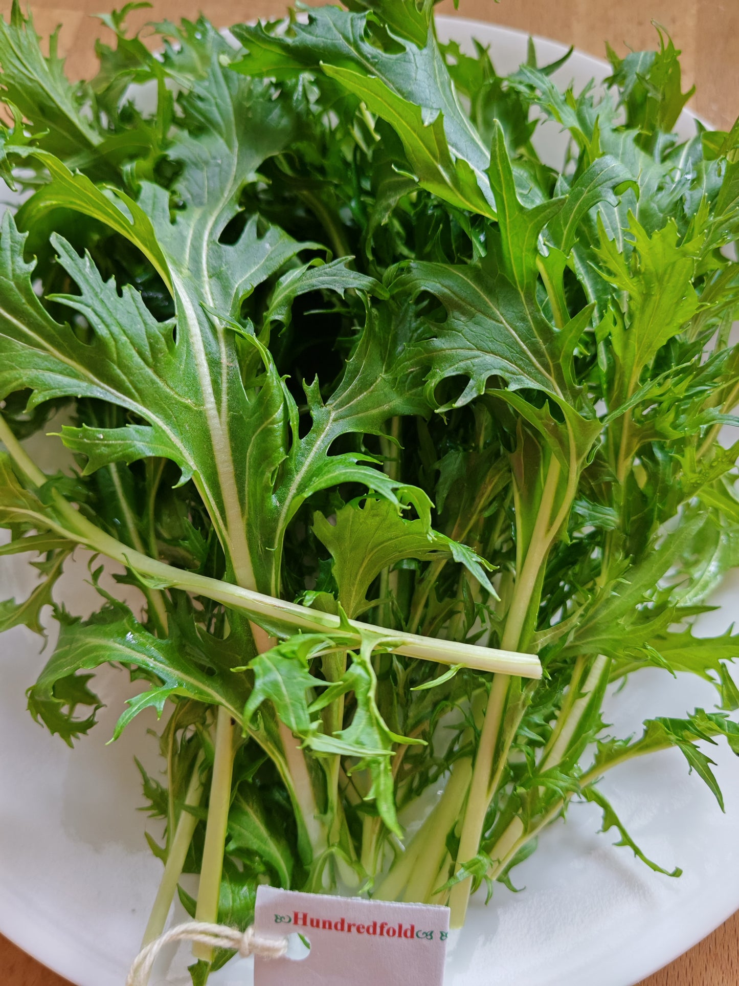 Mizuna, légume à la moutarde japonaise, 500 graines à planter par Hundredfold – Heirloom non hybride, non OGM, pour salade et soupe, convient pour les conteneurs, les micro-pousses et l'hydroculture