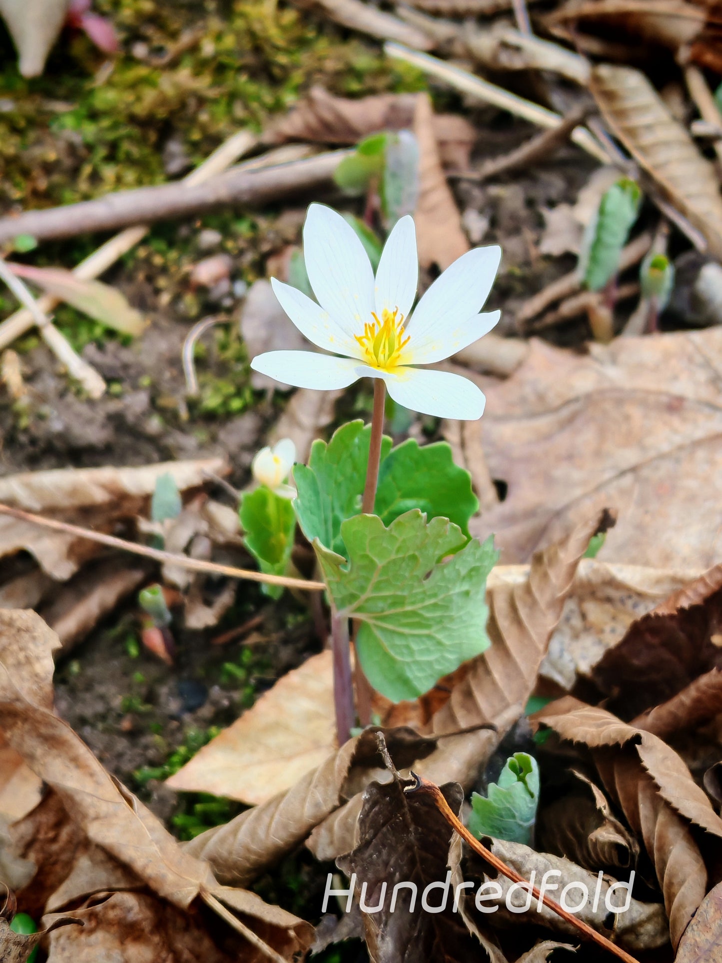 Bloodroot Wildflower 10 Seeds - Sanguinaria Canadensis Eastern Canada Native Woodland Perennial, Excellent for Shade Garden Ground Cover